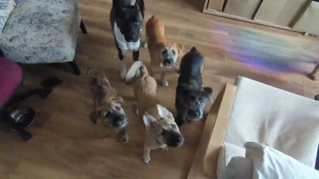 Mixed Breed dogs for sale: Stunning WolfAkita Pups – 1 Boy/1 Girl Ready now!  in Southampton - Video 3