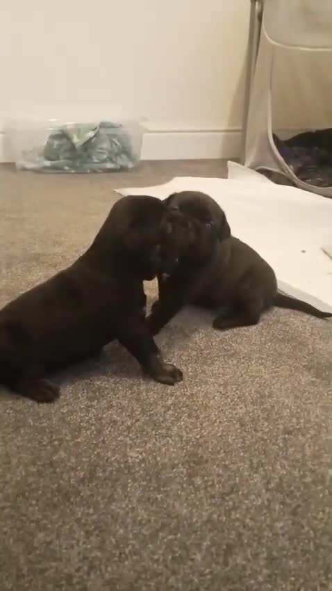 Mixed Breed dogs for sale: American pocket Corso - Video 1