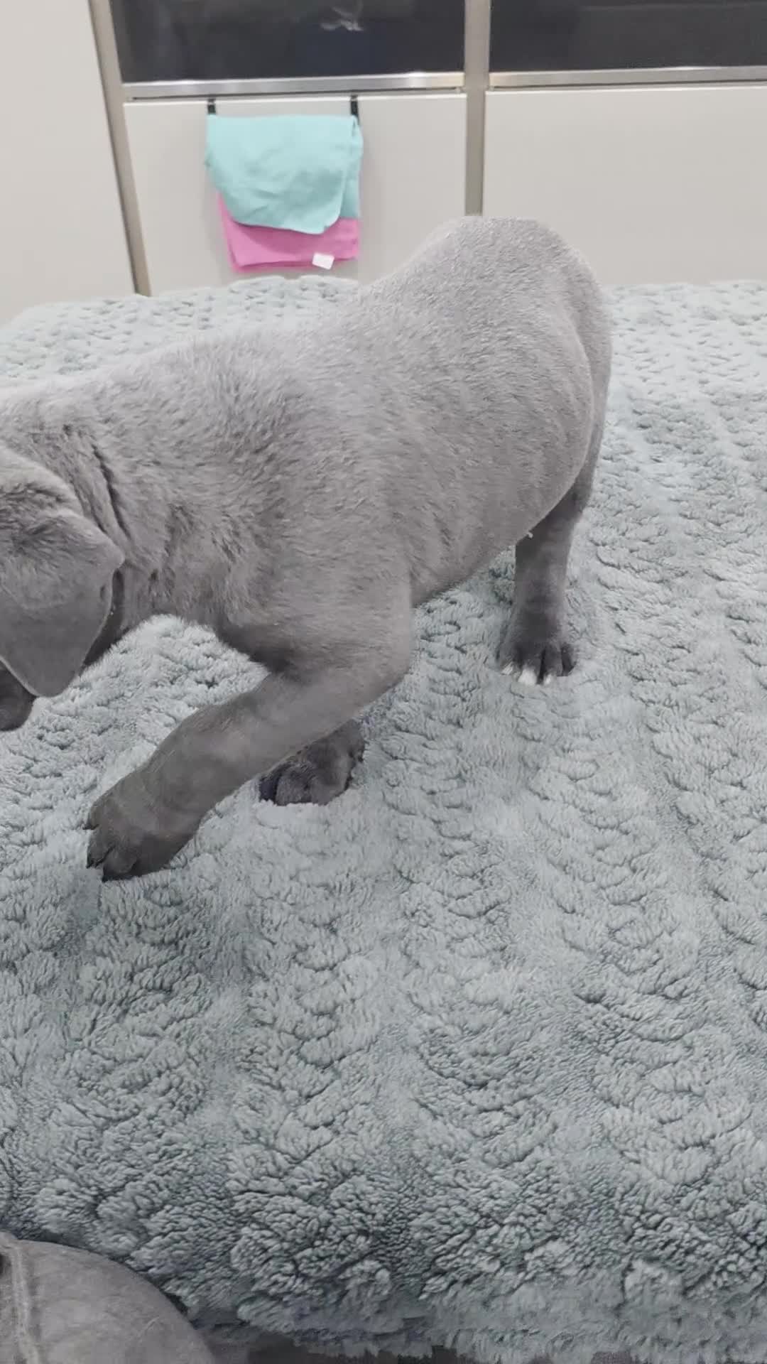 Cane Corso dogs for sale: Cane Corso Puppies - Video 2