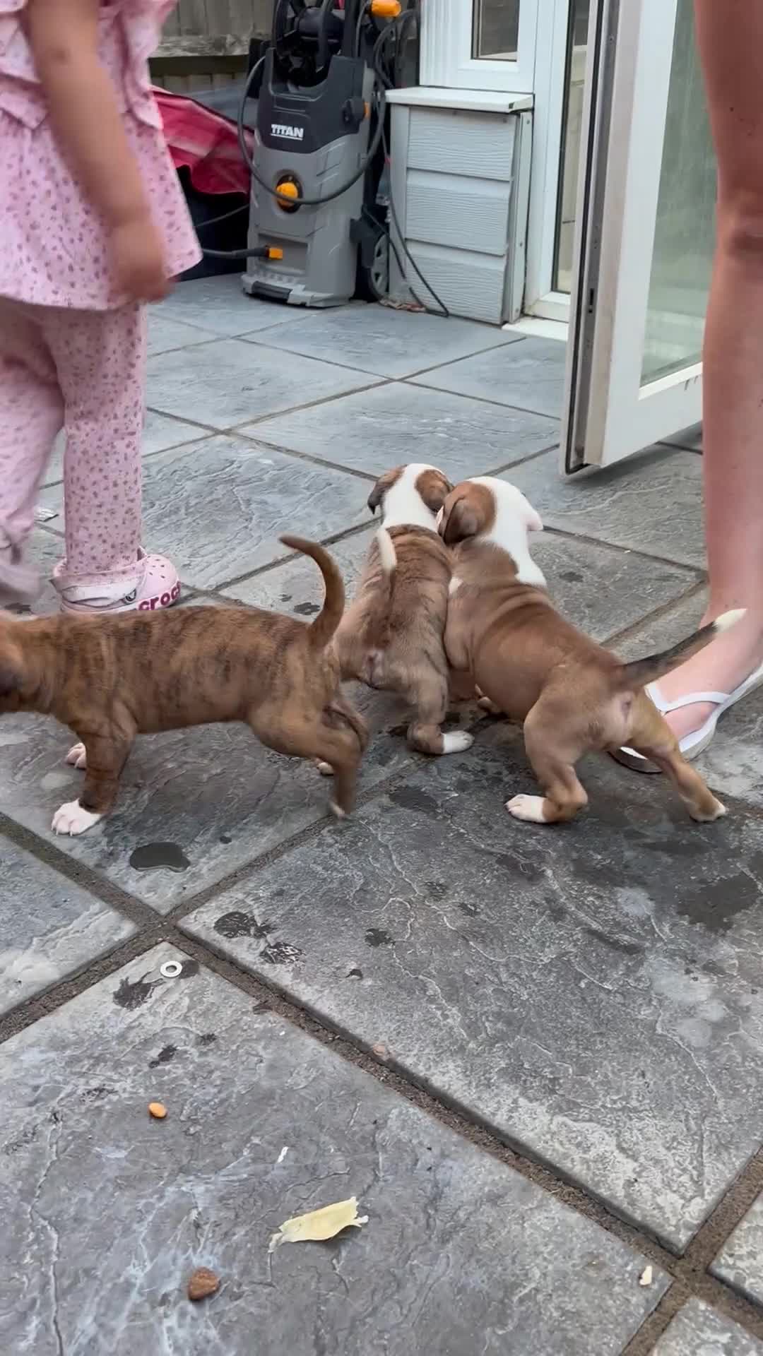 Mixed Breed dogs for sale: French mastiff x American bull dog  - Video 4