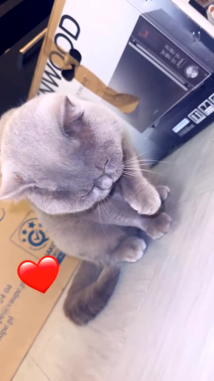 British Shorthair cats for sale: British short hair Cats - Video 2