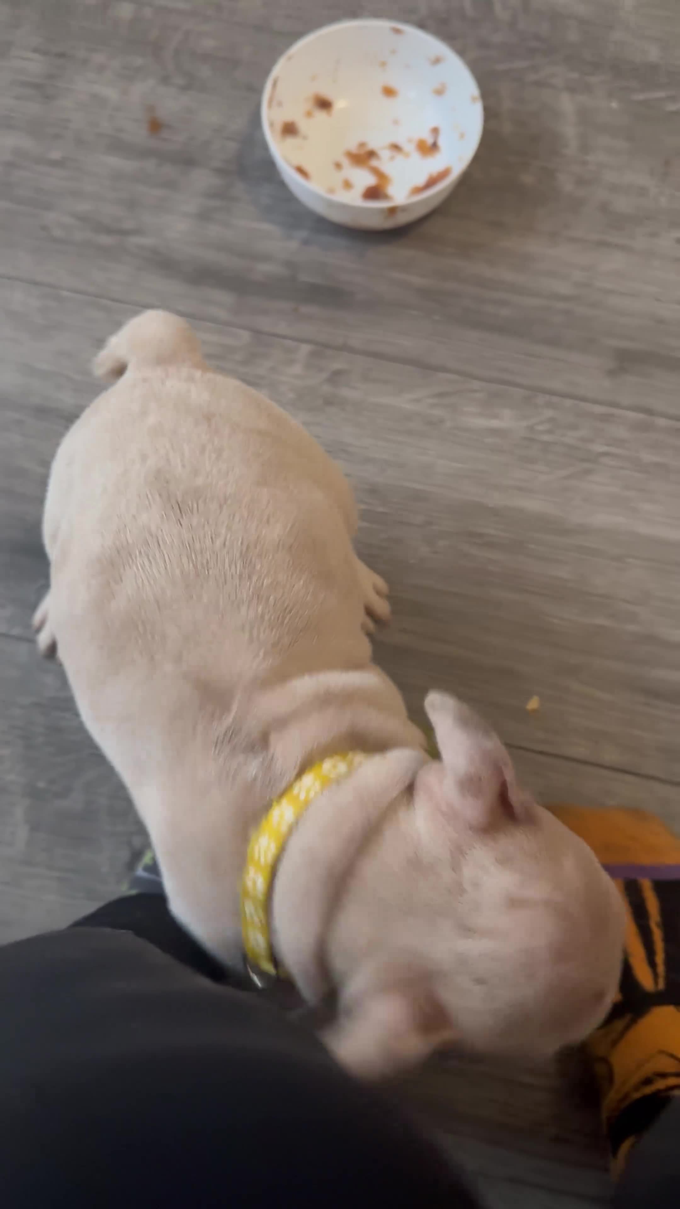 French Bulldog dogs for sale: 2 beautiful Frenchie puppies  - Video 3