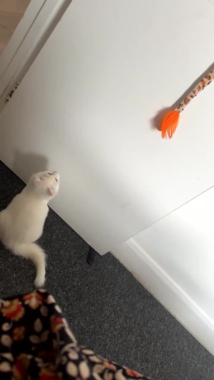 Domestic Shorthair cats for sale: Male Kitten Domestic Shorthair - Video 4