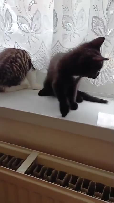 Mixed Breed cats for sale: Kitten girl  - Video 1