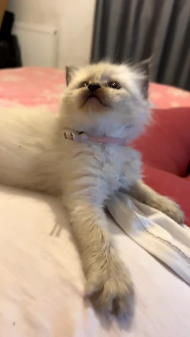 Ragdoll cats for sale: Blue colourpoint female can drop off to Edinburgh  - Video 1