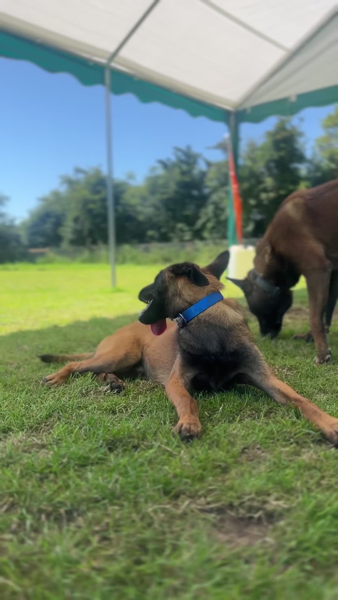 Belgian Shepherd Dog dogs for sale: Excellent bloodline Belgian Malinois in Dromore - Video 1