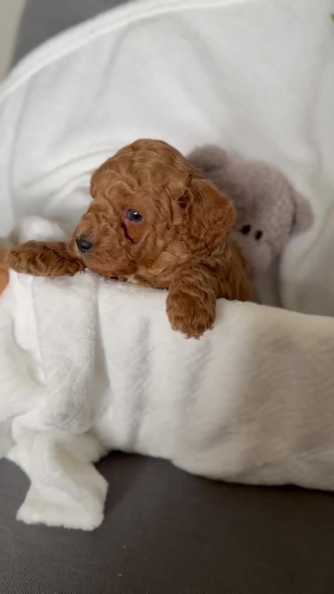 Cavapoo dogs for sale: F1B cavapoo puppies - Video 1