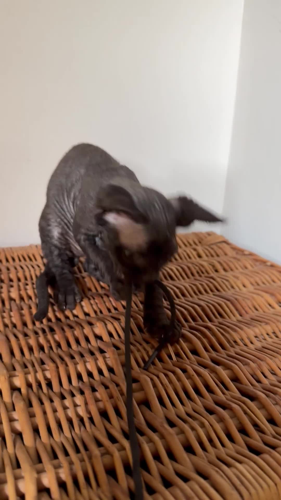 Devon Rex cats for sale: Two mischievous Devon Rex boys  - Video 1