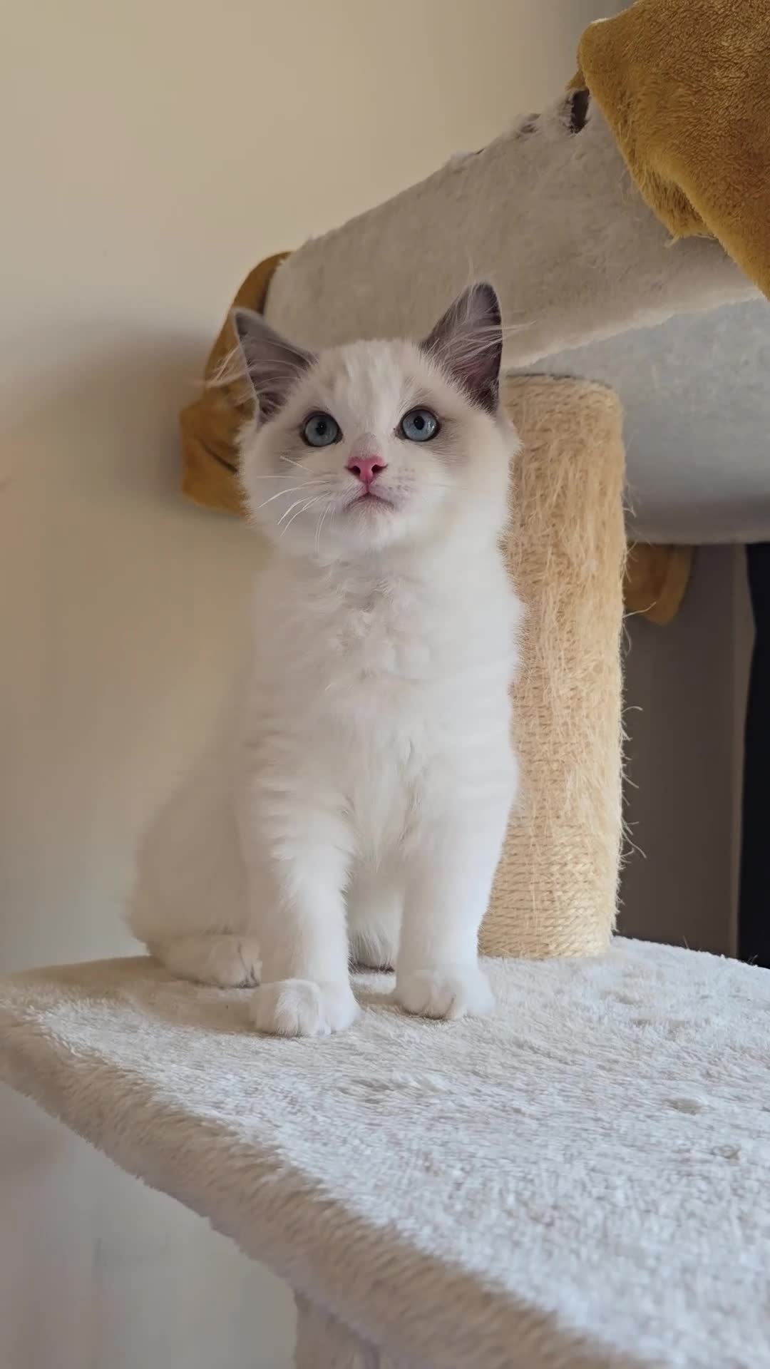 Ragdoll cats for sale: Show quality babies ready now - Video 1