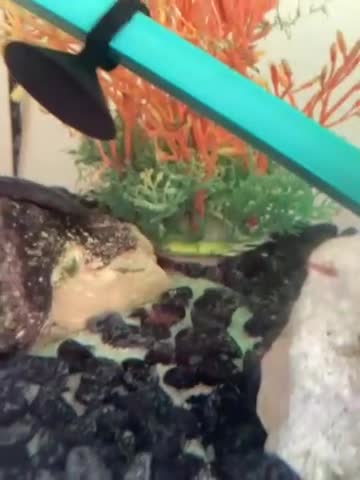 Plecos fish for sale: Fish tank  - Video 1