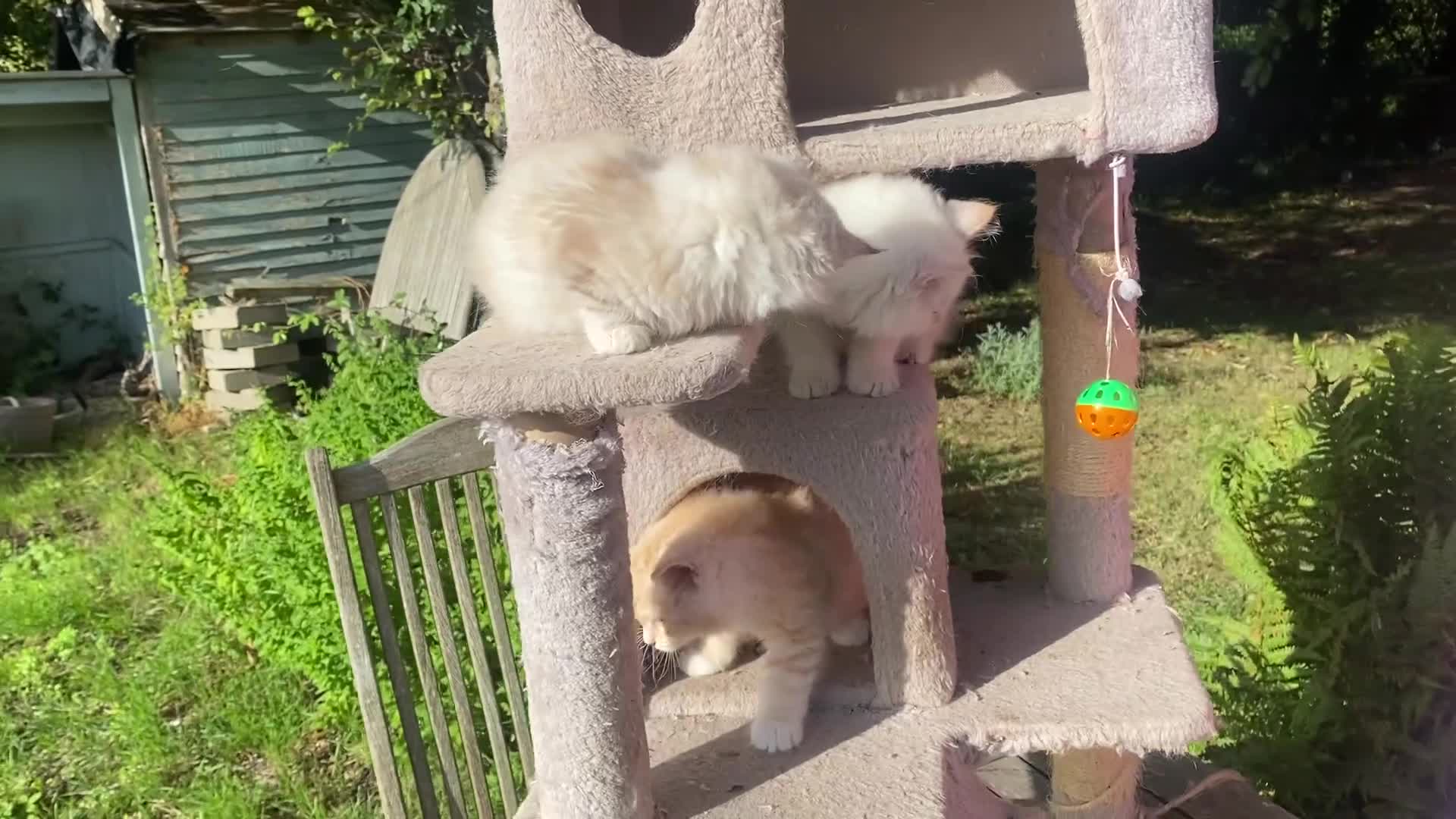 Siberian cats for sale: x5 Adorable Pure Siberian Kittens to re-home😻 - Video 1