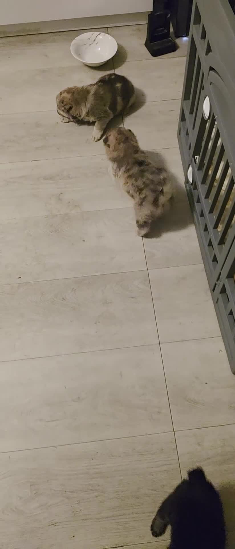 Mixed Breed dogs for sale: Adorable Merle Chowski's for sale  - Video 1