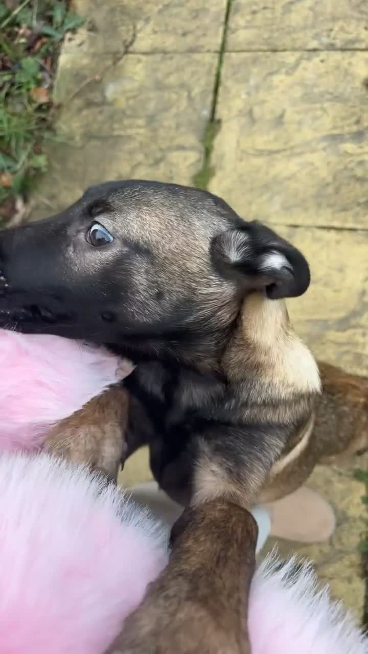 Belgian Shepherd Dog dogs for sale: Belgian Malinos puppy - Video 1