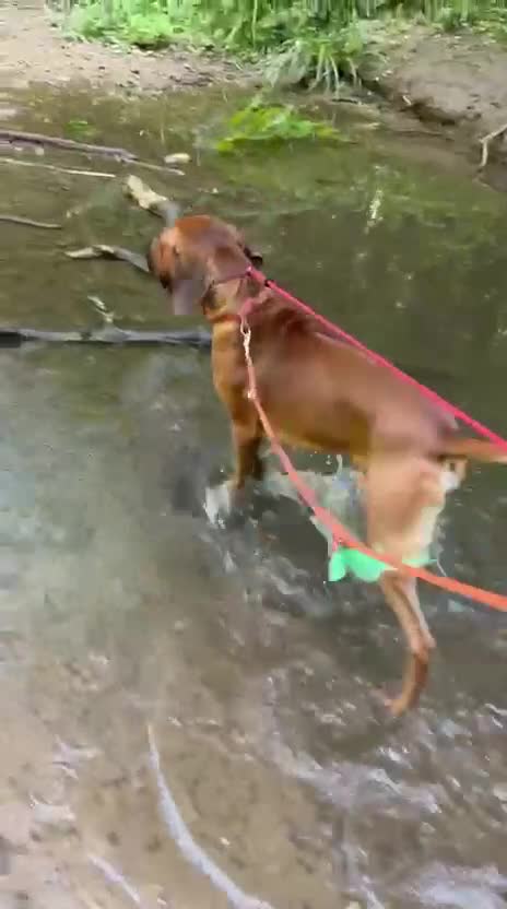 Mixed Breed dogs for sale: Kai.. - Video 1