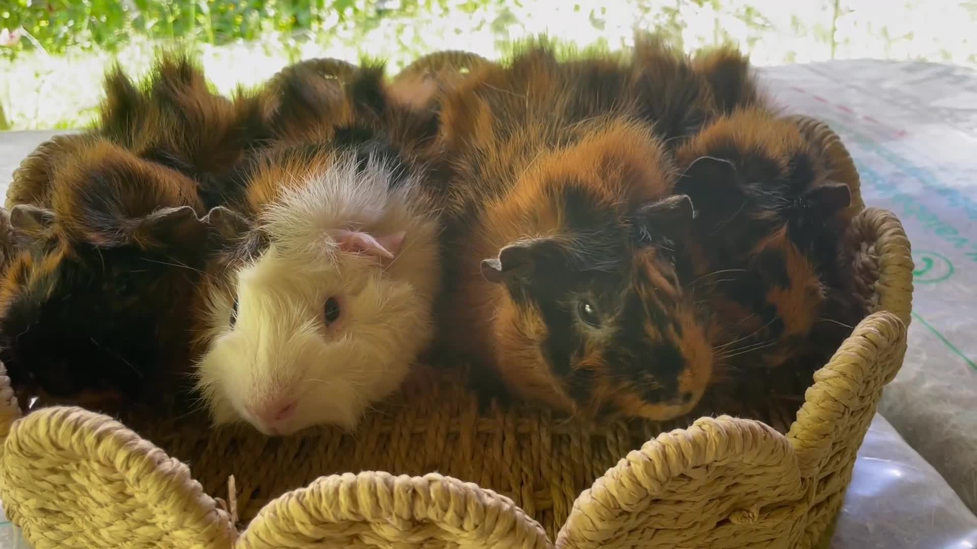 Guinea Pig rodents for sale: Beautiful Abyssinian Guinea Pigs - Video 1