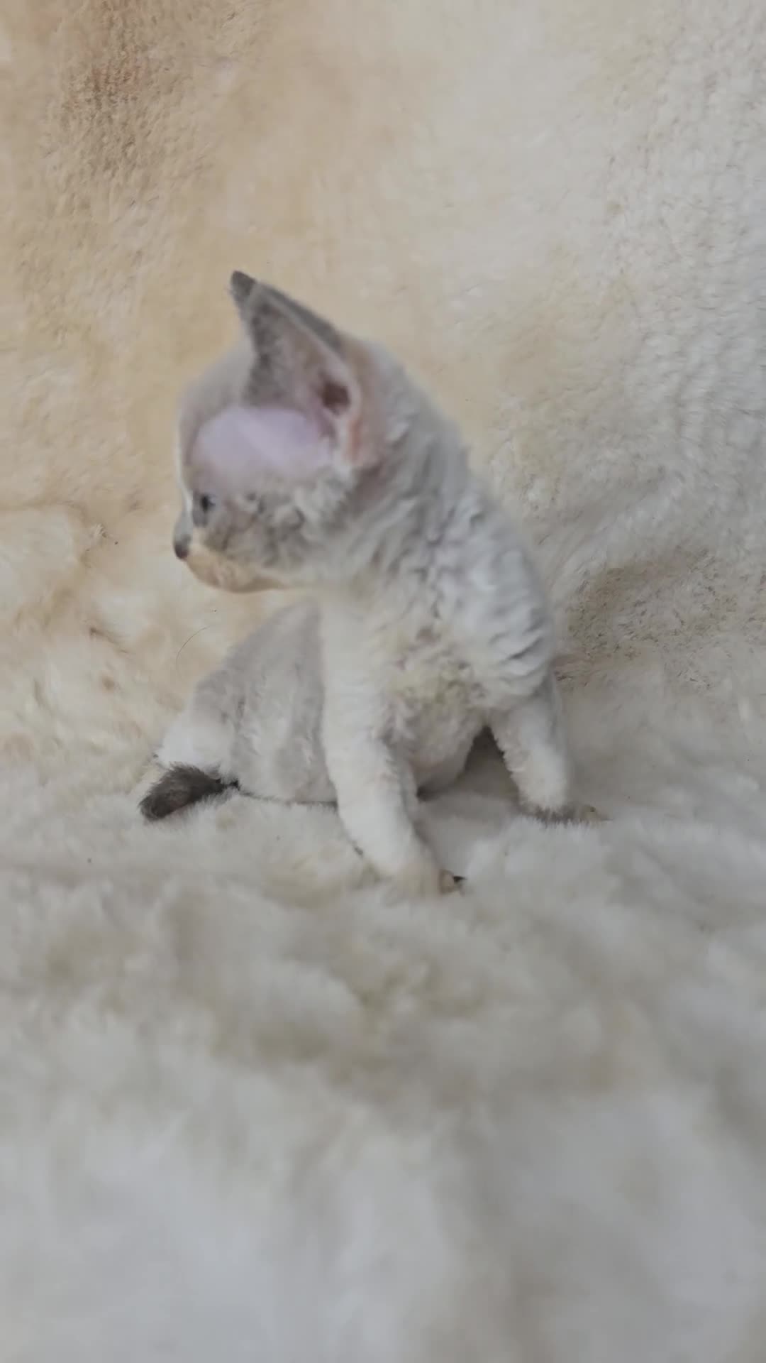 Devon Rex cats for sale: Devon Rex. 3 girls bominant blue eyes. All guts  - Video 2