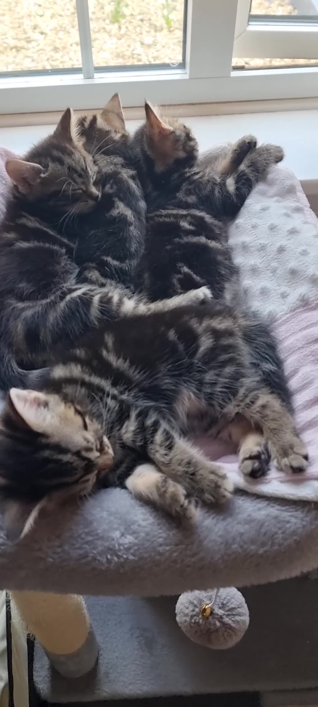 Sokoke cats for sale: Rare and lovely Sokoke Kittens♡ - Video 3