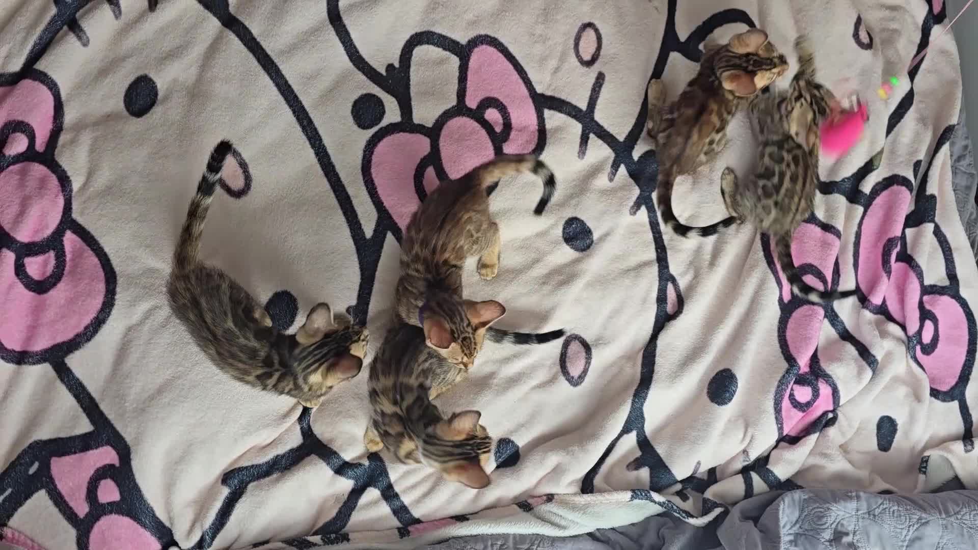 Bengal cats for sale: 😺5 Exceptional Bengal Kittens 😸 male - Video 2
