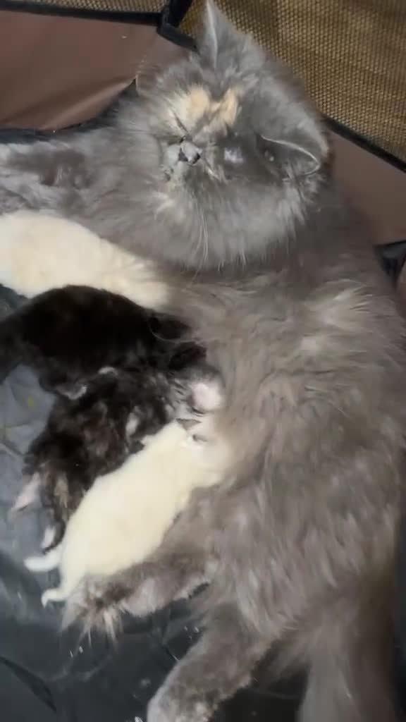 Persian cats for sale: Purebred Persian Kittens for Sale  - Video 1
