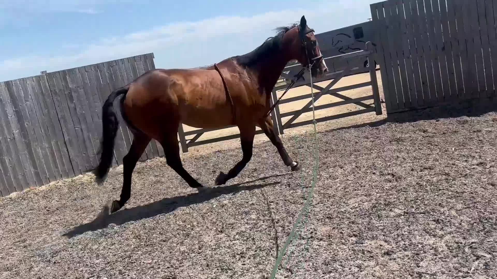 Irish Thoroughbred horses for sale: Tb gelding for sale  - Video 2