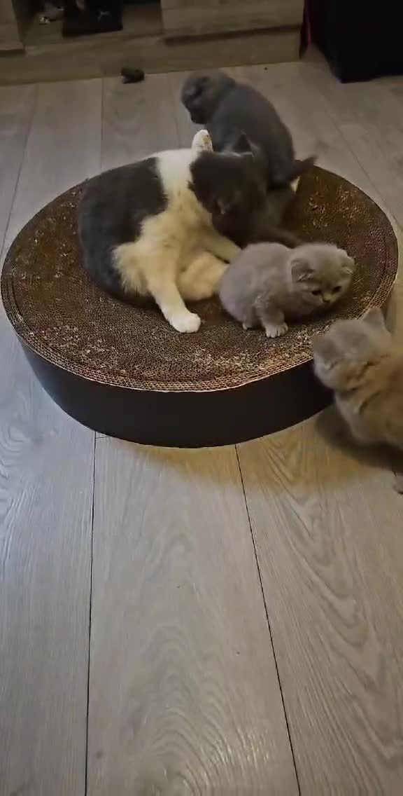 British Shorthair cats for sale: Bundles of joy - Video 1