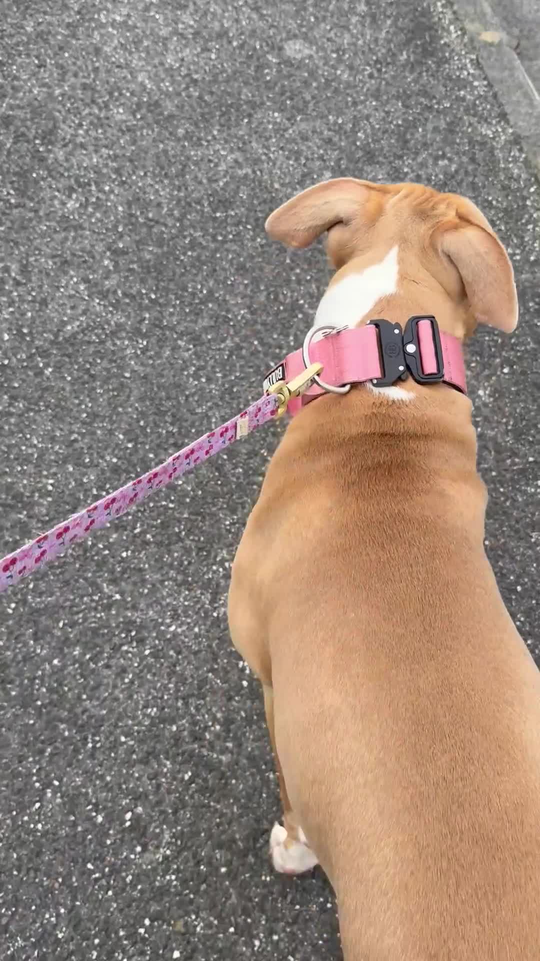 Mixed Breed dogs for sale: american staffy  - Video 1