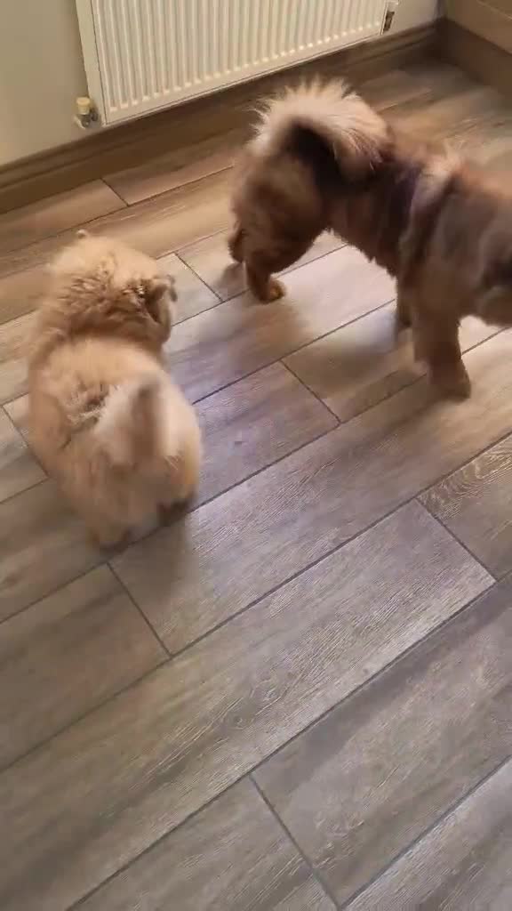 Chow Chow dogs for sale: Beautiful pablo is ready now and fully vaccinated - Video 2