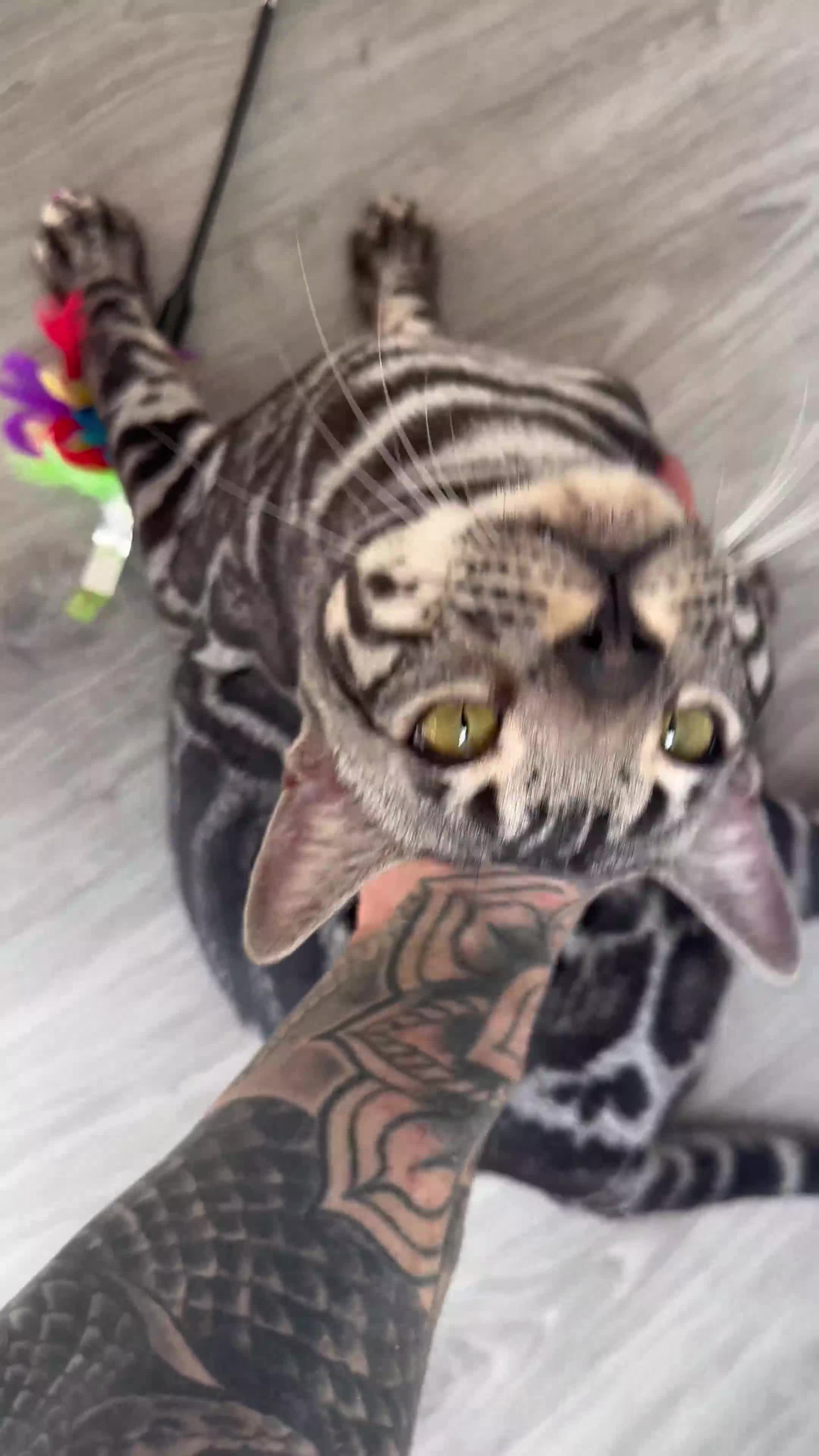 Bengal cats for sale: Intensively socialised bengal kittens - lap cats! in Scunthorpe - Video 1