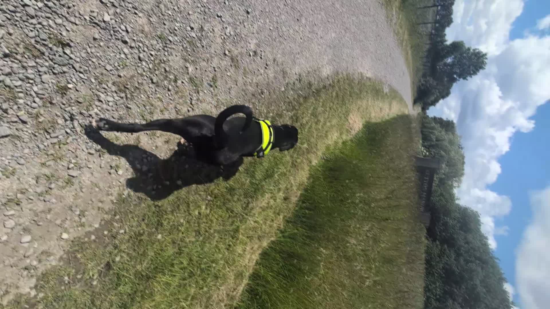 Mixed Breed dogs for sale: 16 month old gorgeous presa canario cross  - Video 2