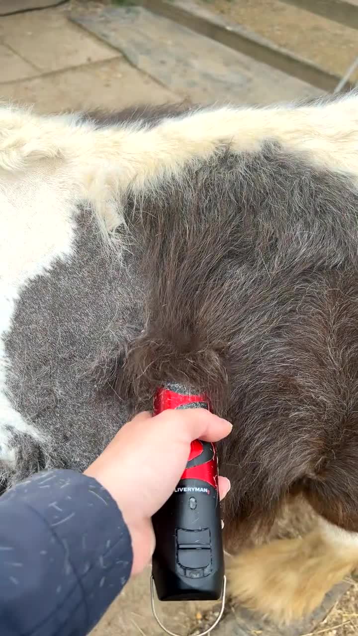 Irish Cob horses for sale: 2 year old 12hh cob - Video 2