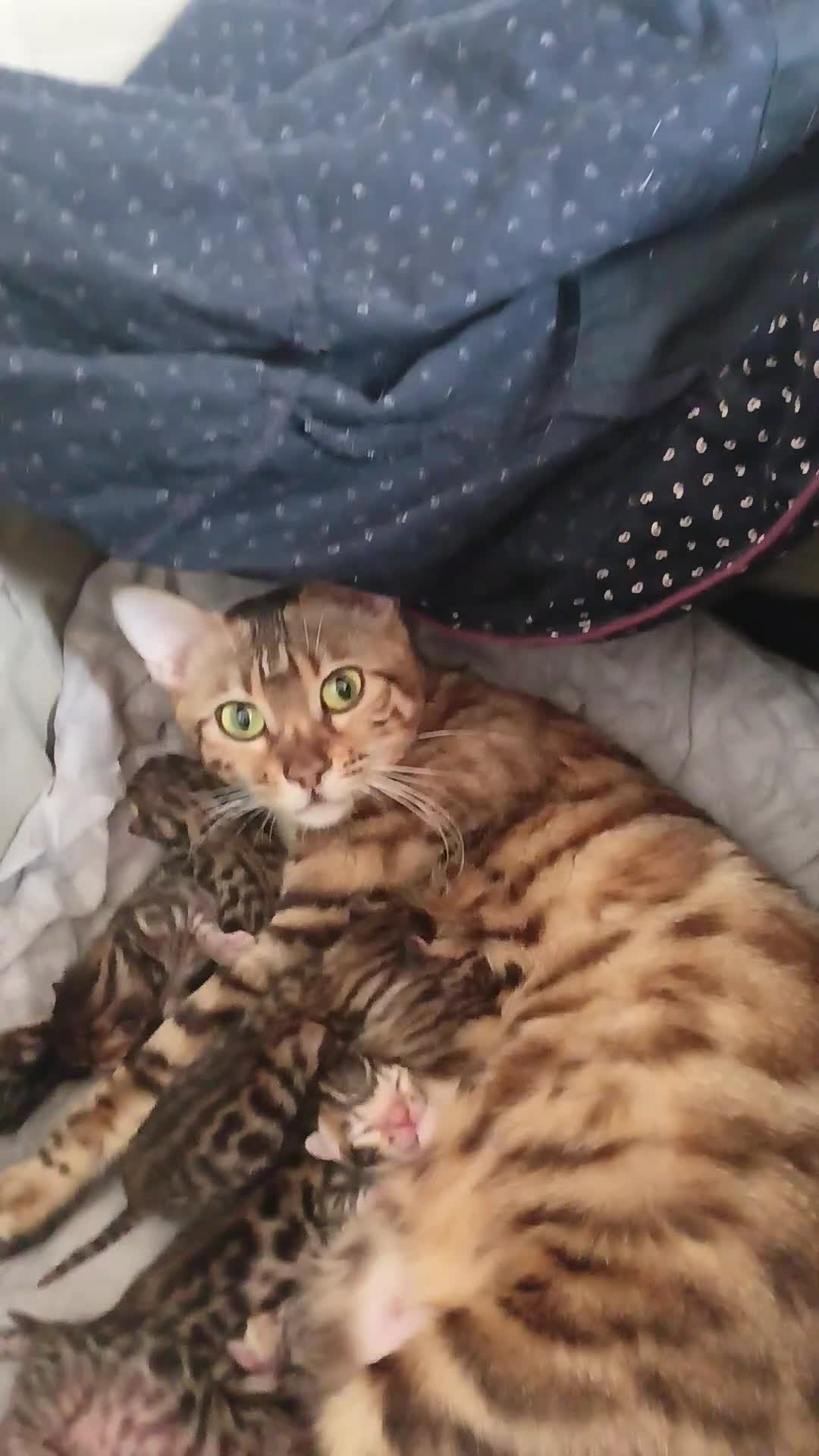 Bengal cats for sale: Bengal kittens - Video 1
