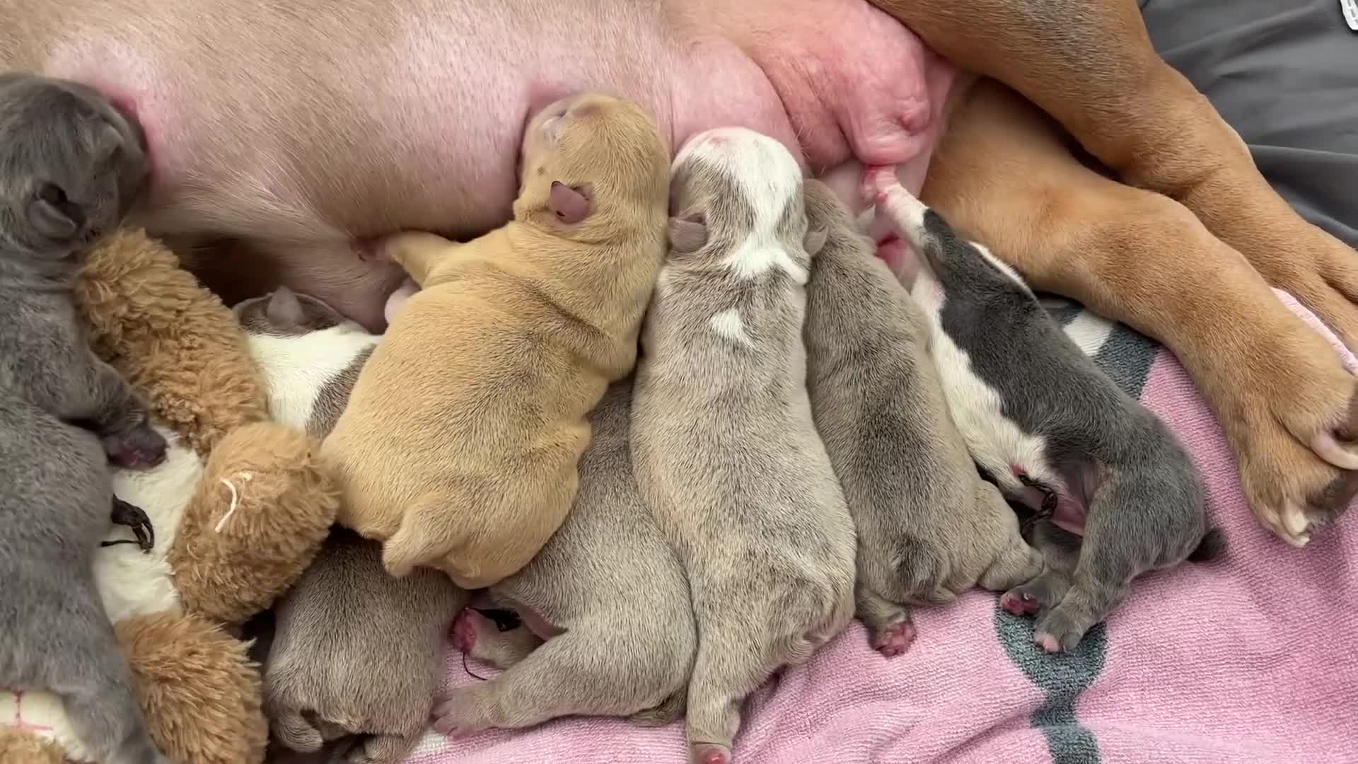 English Bulldog dogs for sale: English bulldogs  - Video 1