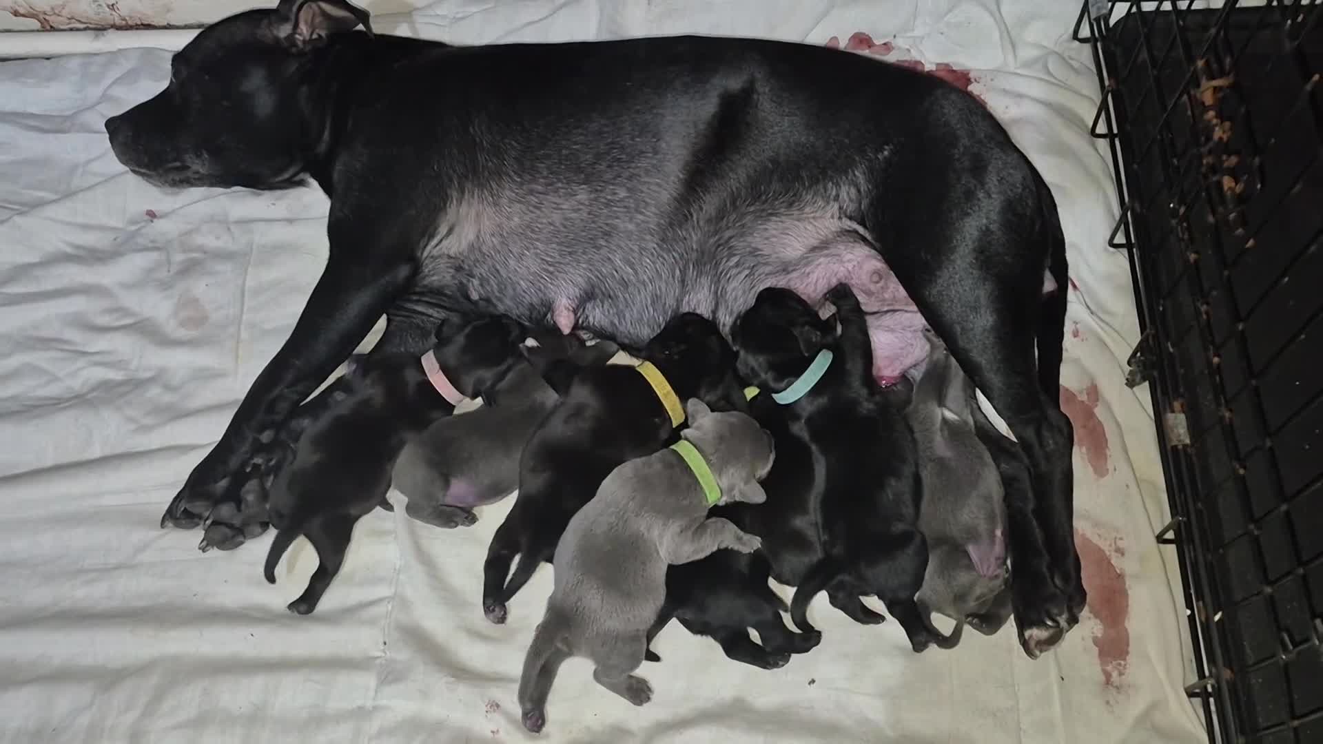 Staffordshire Bull Terrier dogs for sale: Exceptional Staffy Bull Terriers– Valglo Bloodline - Video 1