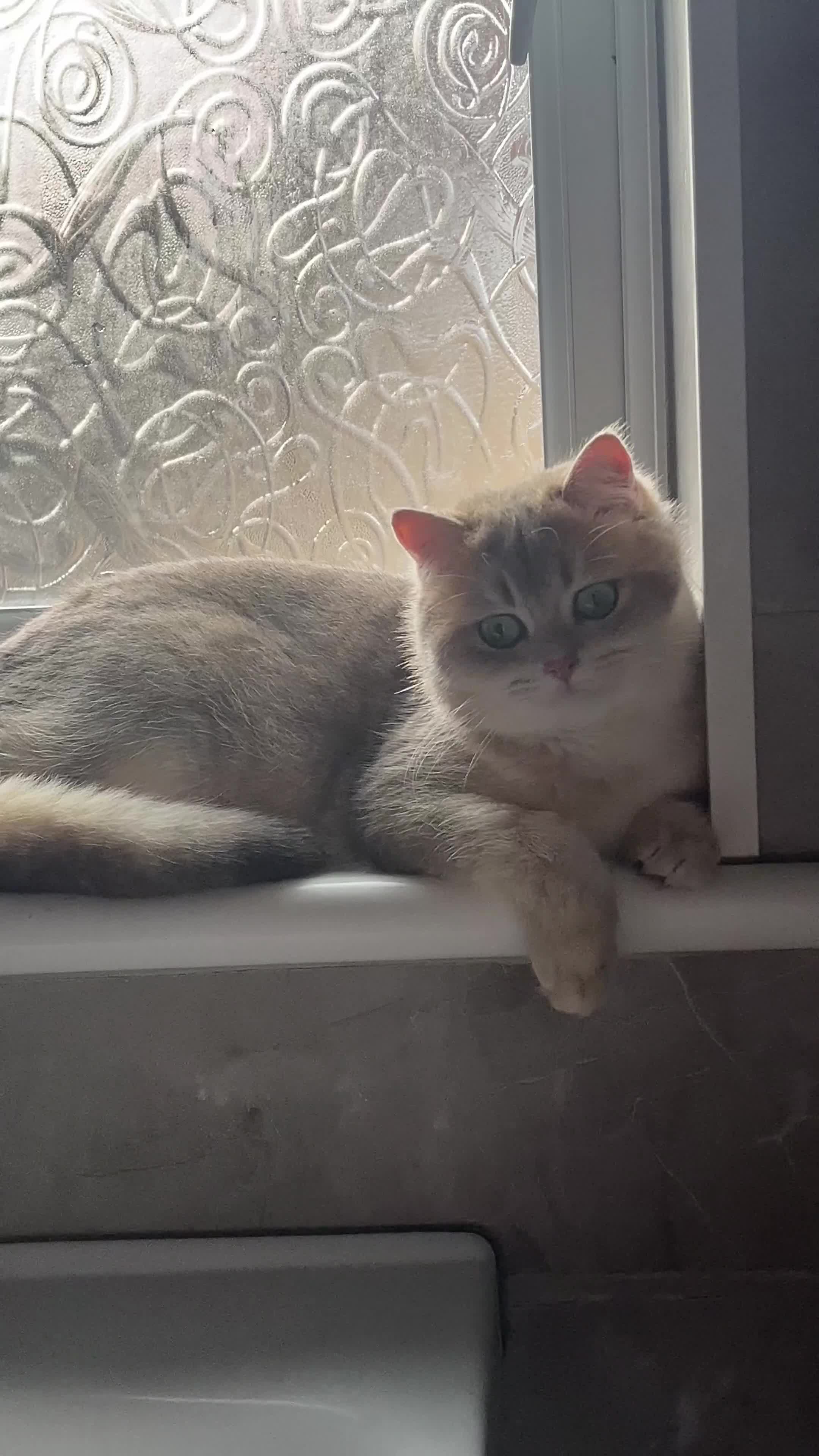 British Shorthair cats for stud: Muezza our big boy cat looking for queen  - Video 2