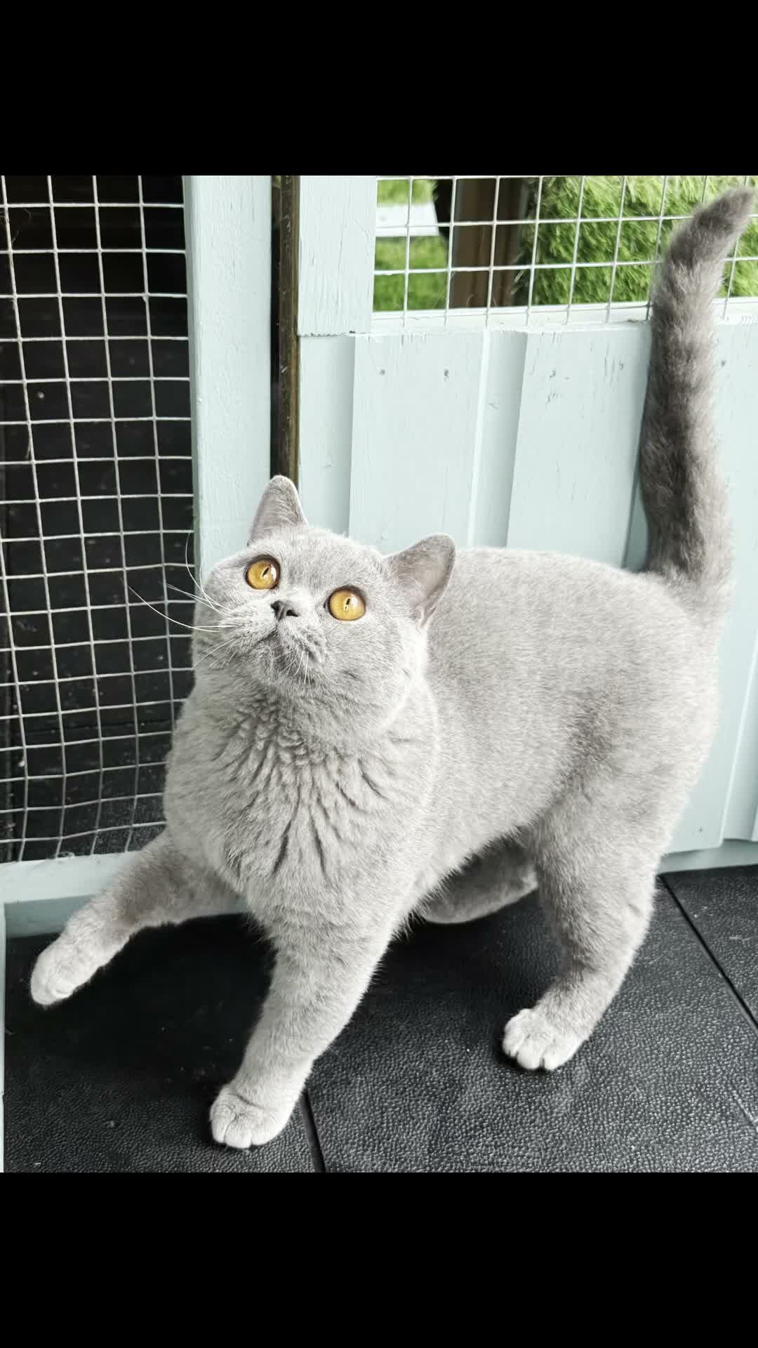 British Shorthair cats for stud: Blue Polish Import For Stud - Video 1