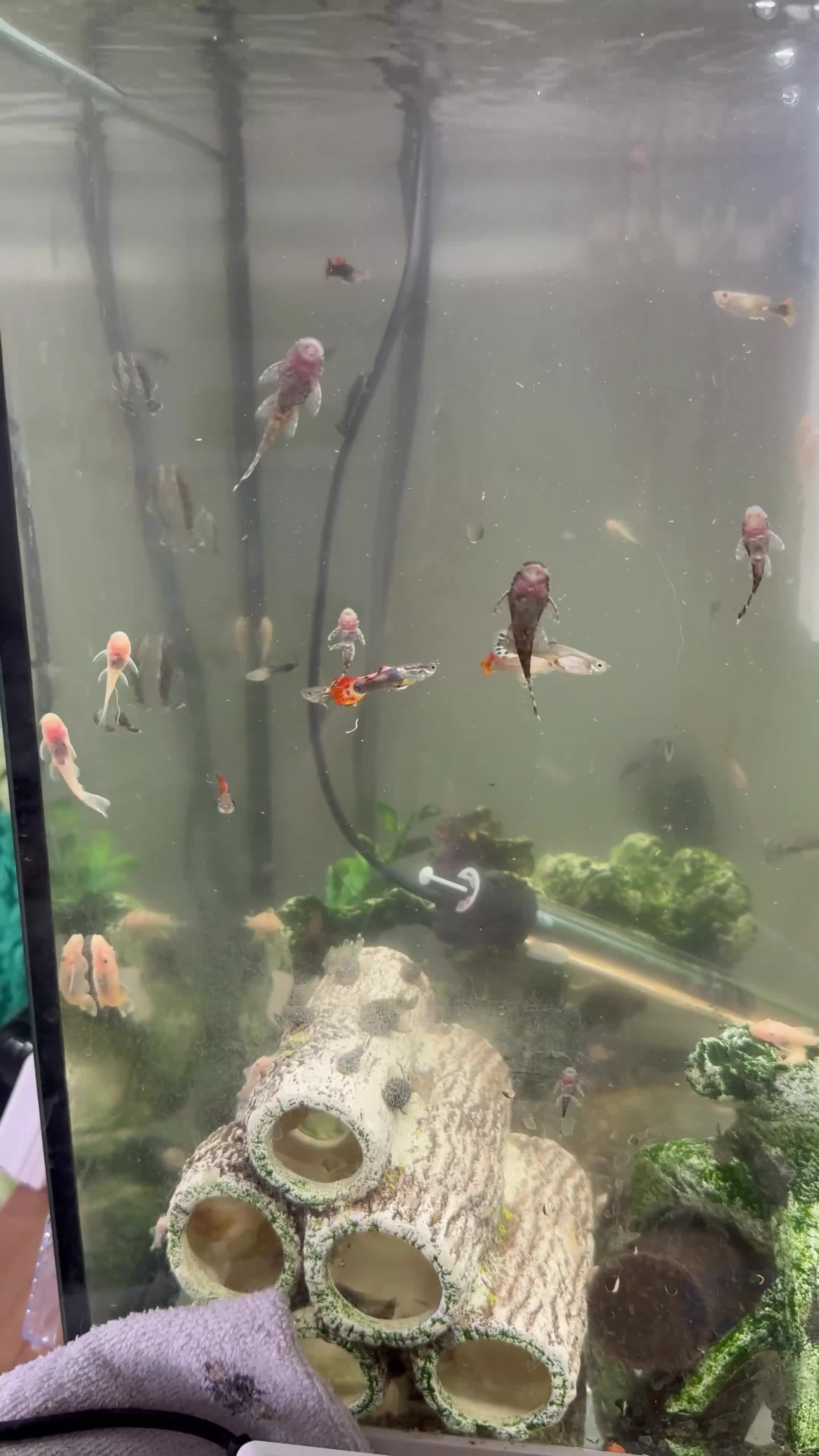 Plecos fish for sale: Chocolate and albino ansistrus bristlenose pleco in Leeds - Video 2