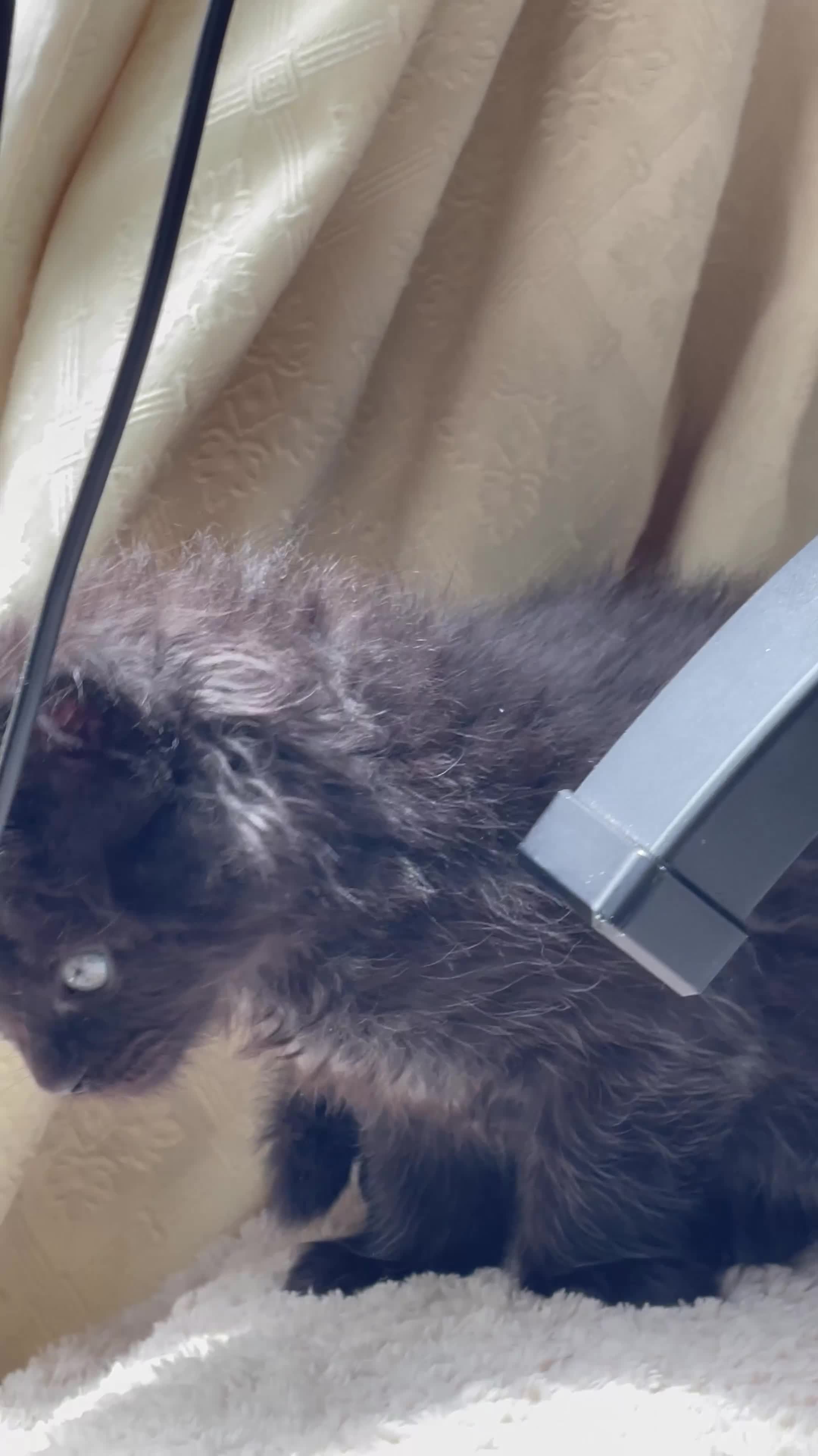 Maine Coon cats for sale: Maine Coon boy  - Video 1
