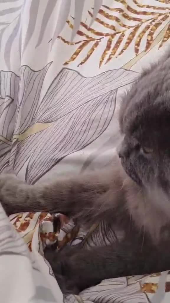 British Longhair cats for sale: 3 year old British Longhair - Video 3