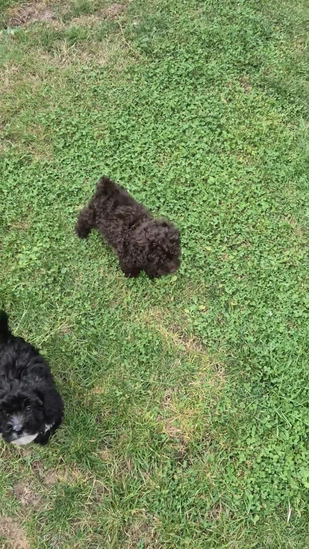 Cockapoo dogs for sale: F2 Cockapoos - Video 2