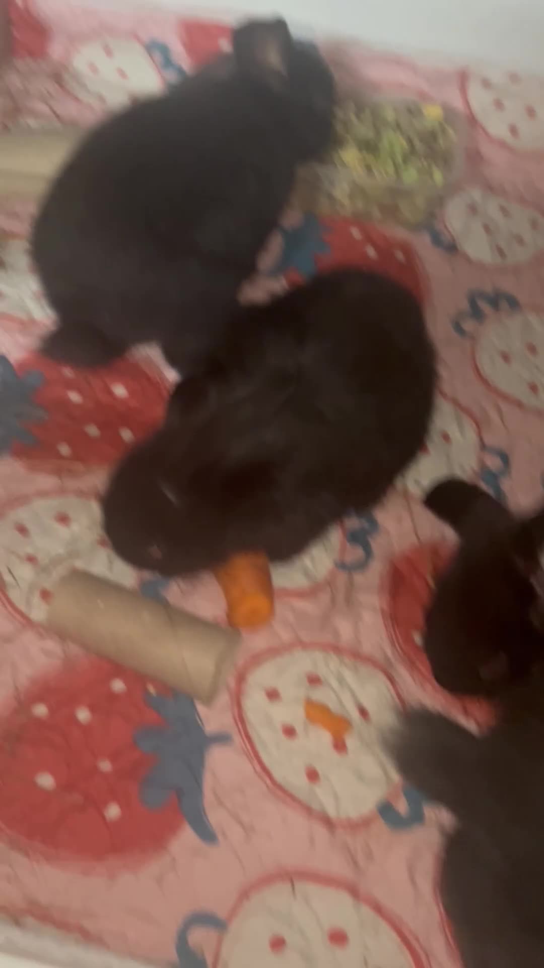 Mixed Breed rabbits for sale: Rabbits - Video 1