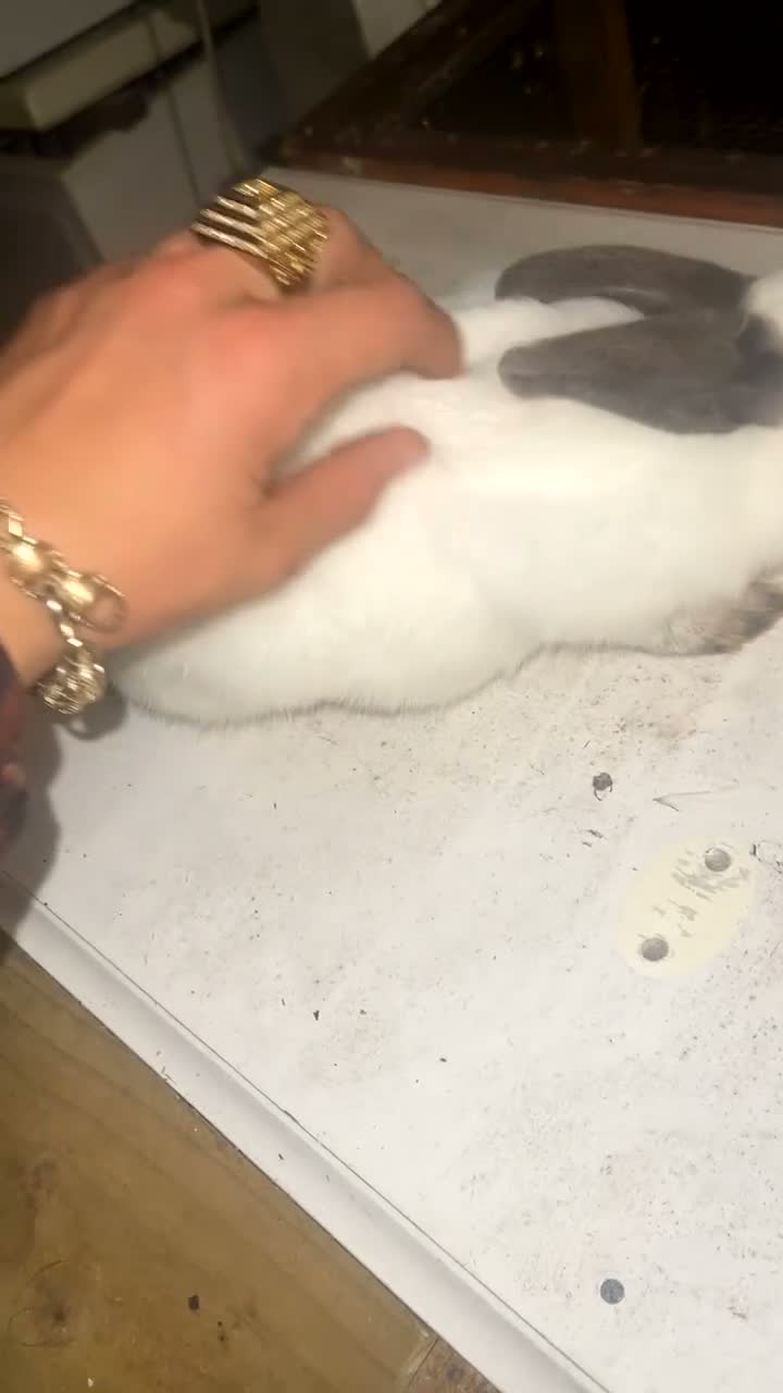 New Zealand rabbits for sale: Not enough room for this gorgeous little buck  in Worksop - Video 1