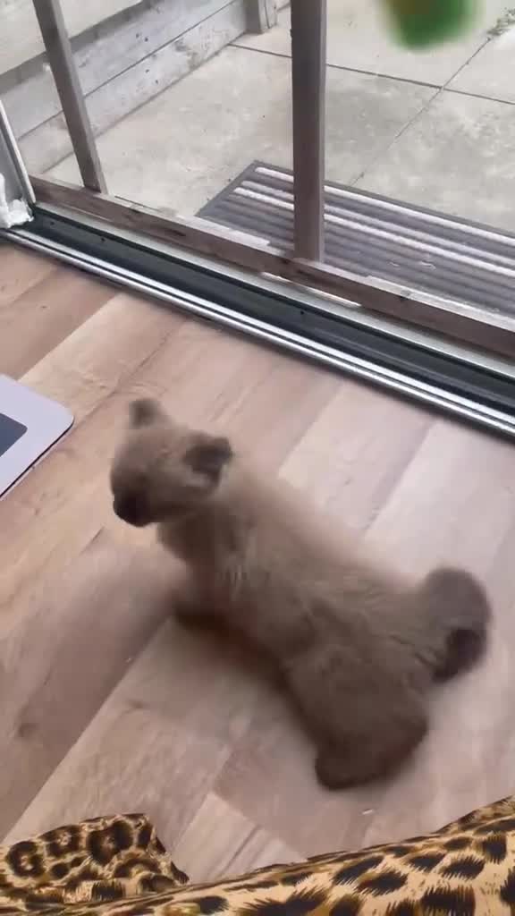 Scottish Fold cats for sale: Beautiful kittens🌹🤭 - Video 2