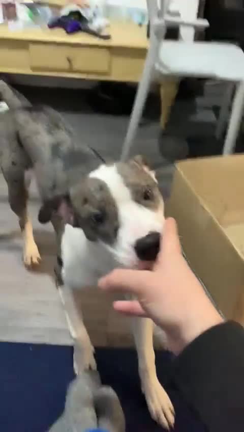 Mixed Breed dogs for sale: Bull Terrier X looking for home ASAP - Video 1