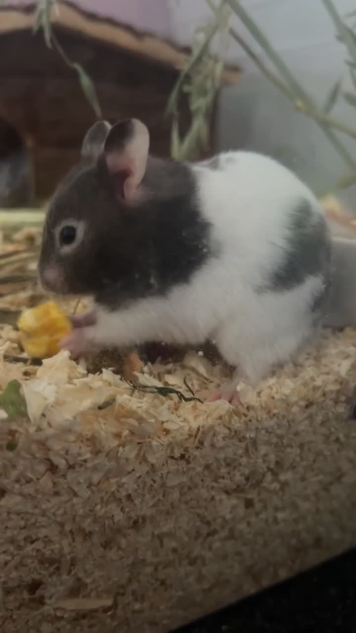 Hamster rodents for sale: Syrian Hamster For Sale  - Video 2