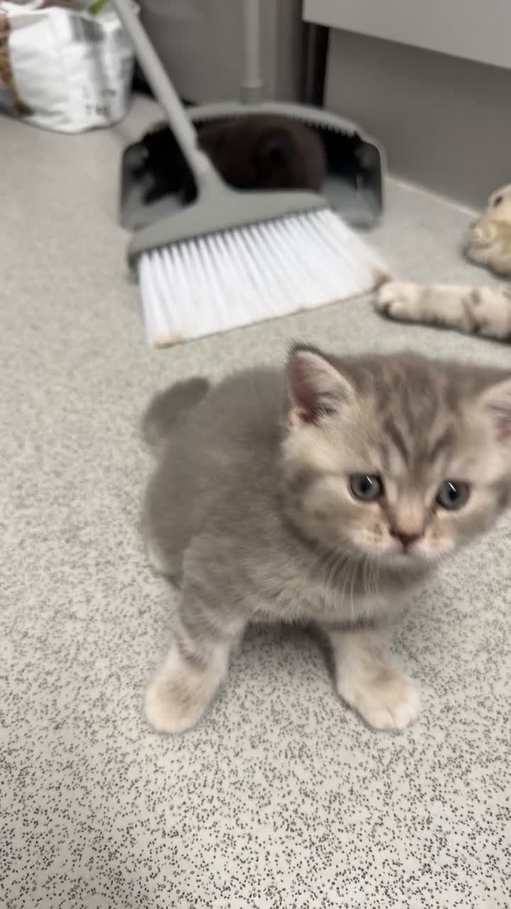 Scottish Fold cats for sale: Beautiful Scottish Straight kittens - Video 1