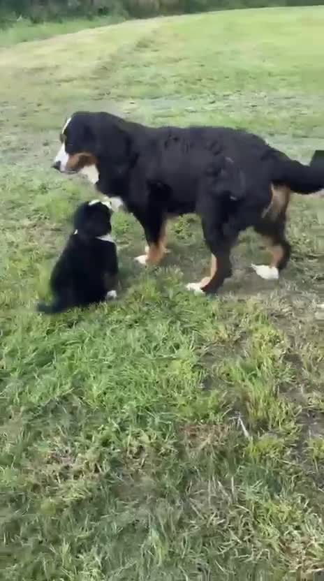 Bernese Mountain Dog dogs for sale: Kc bernese mountain puppies  - Video 1