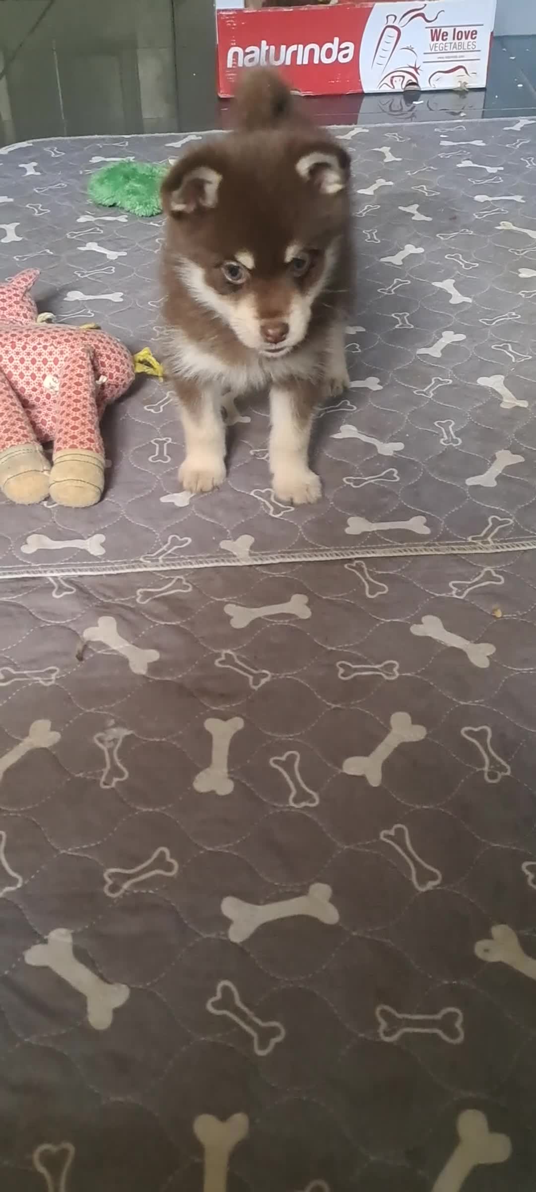 Pomsky dogs for sale: Just 3 pups left- 2 girls and 1 boy, F4 Pomskys - Video 2