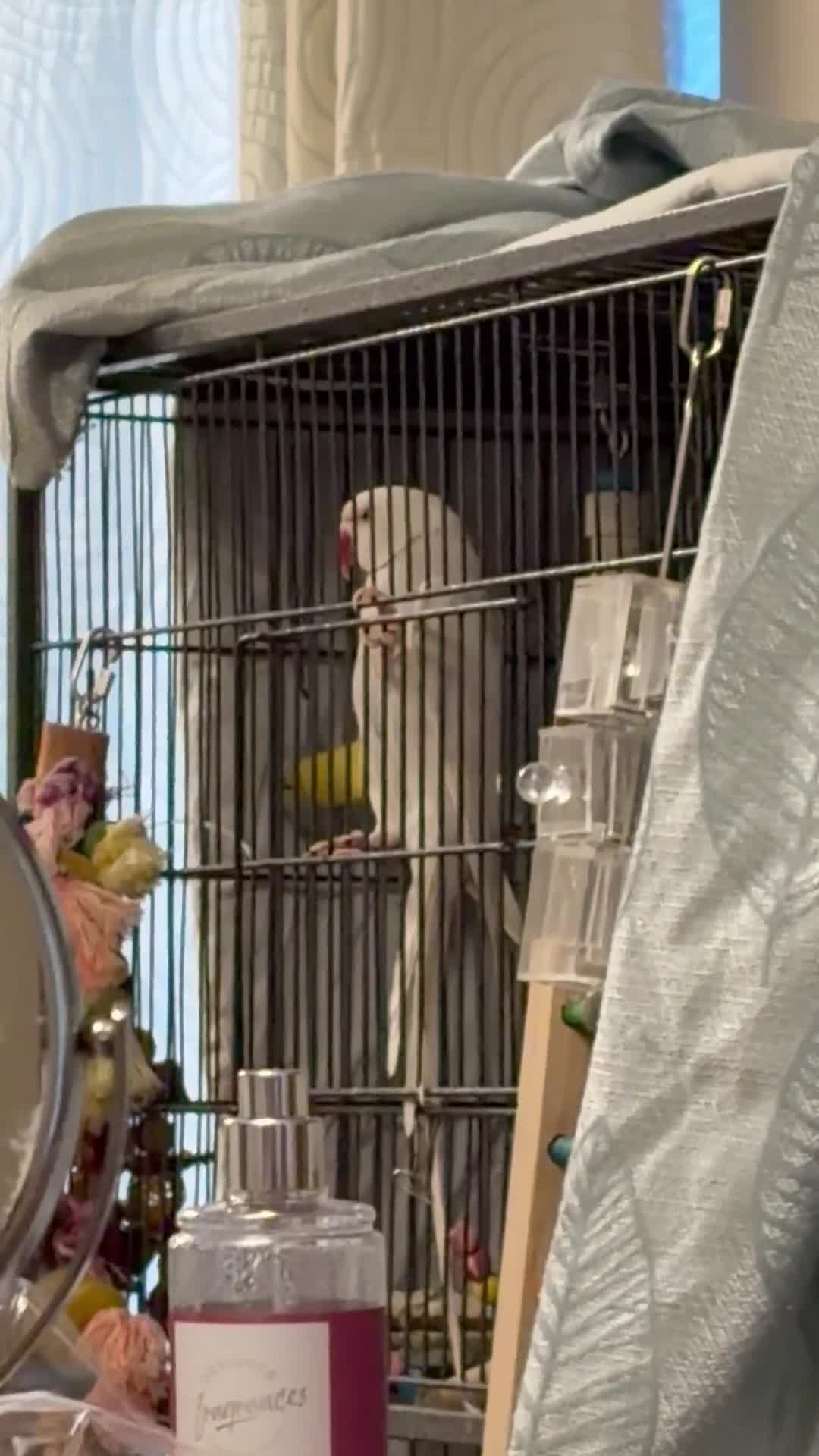 Ringnecks birds for sale: Albino Indian ringneck - Video 4