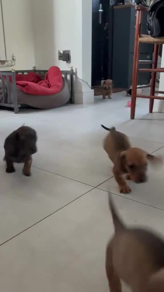 Miniature Dachshund dogs for sale: MINIATURE dachshund puppies UNIQUE fur patterns - Video 2
