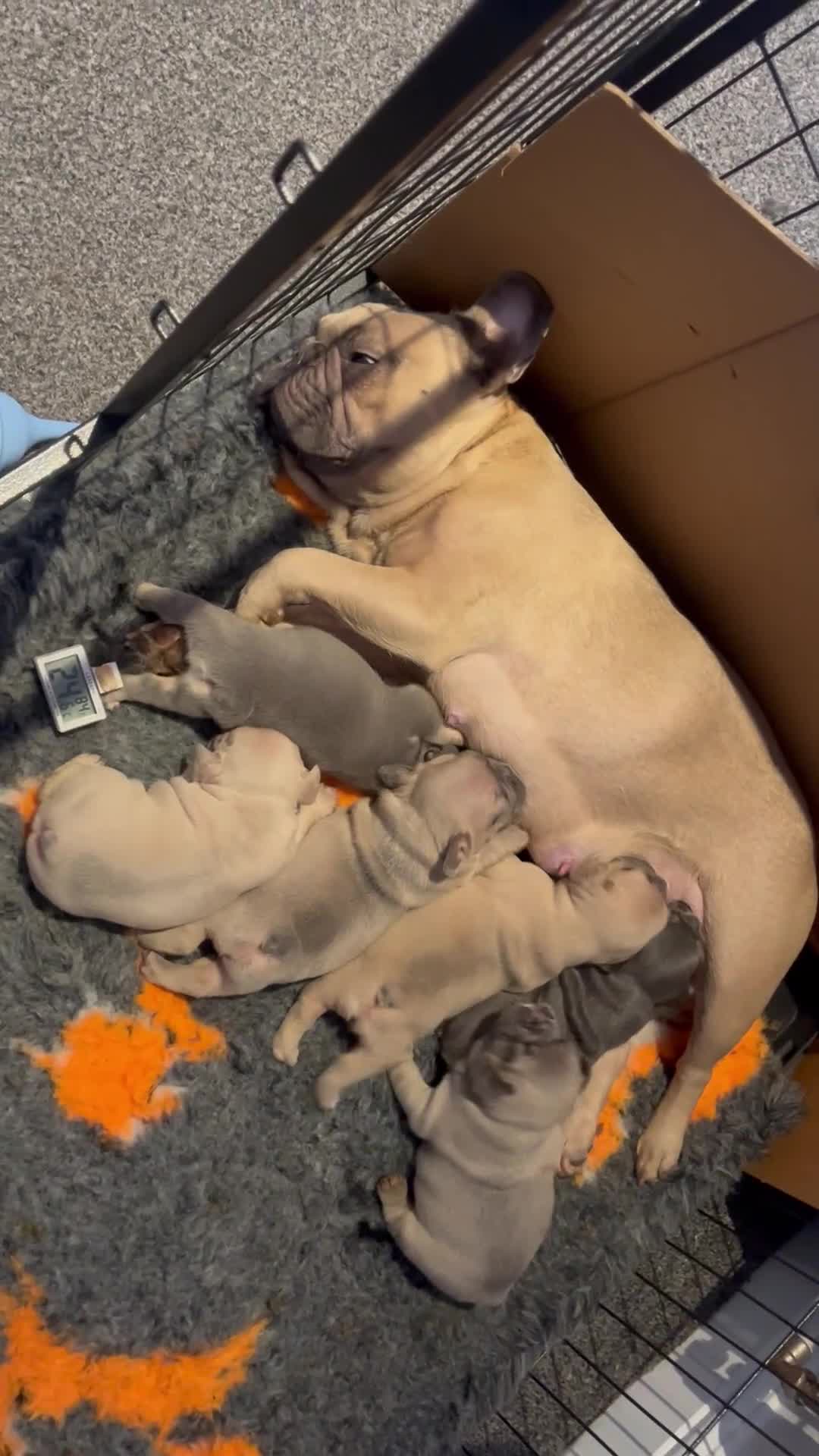 French Bulldog dogs for sale: Beautiful French bulldogs - Video 1